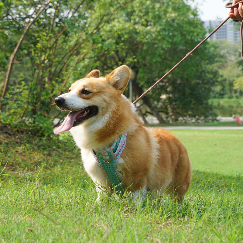 Gilet en corde pour chien, harnais pour animaux de compagnie, bande réfléchissante