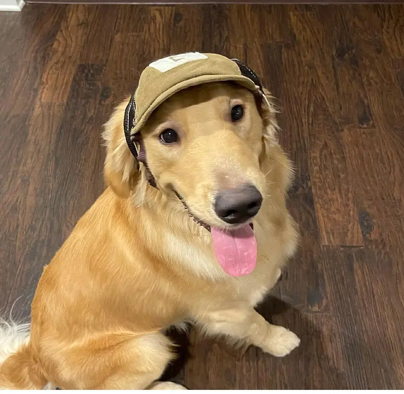 Pet Hat Sports Sunscreen Dog Breathable