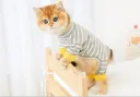 Gray Yellow Strips