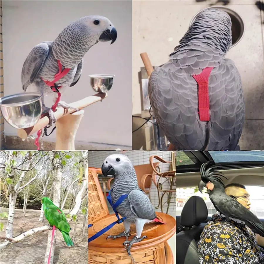 Parrot Flying With Rope And Bird Harness — Red M