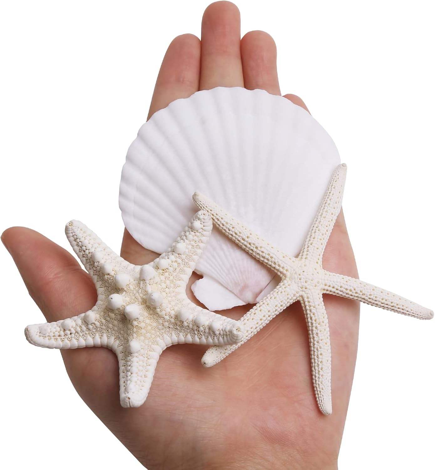 3-4 Inches Large Starfish And Scallop Shells For Crafts 12PCS Natural Beach Sea Shells For Crafting_voghion.com