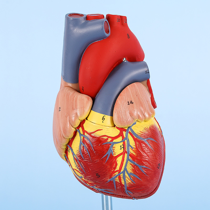 Heart anatomical model b ultrasound color doppler