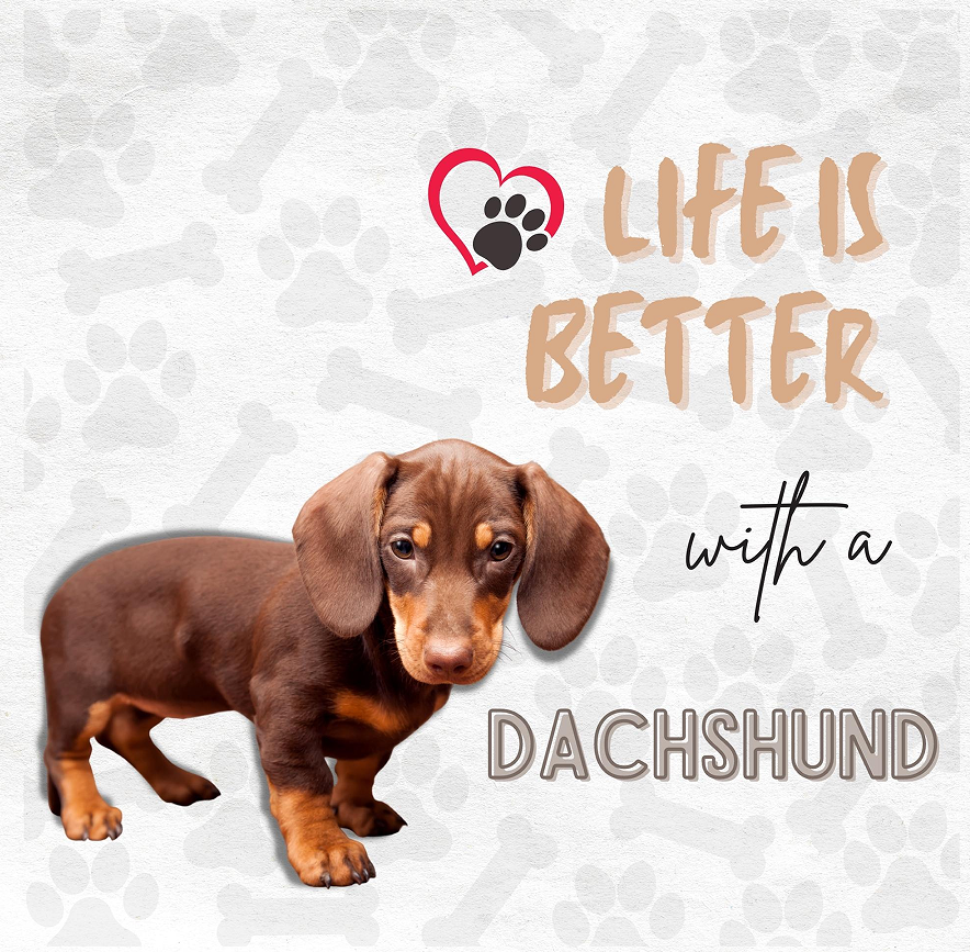 Daschund