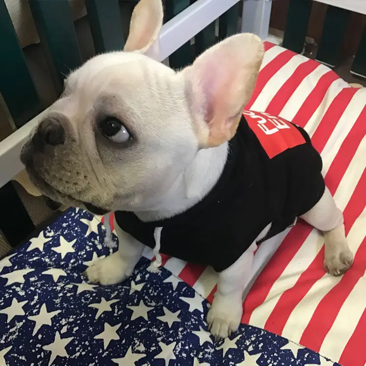 New Wool Pull Frame Alphabet Dog Clothes