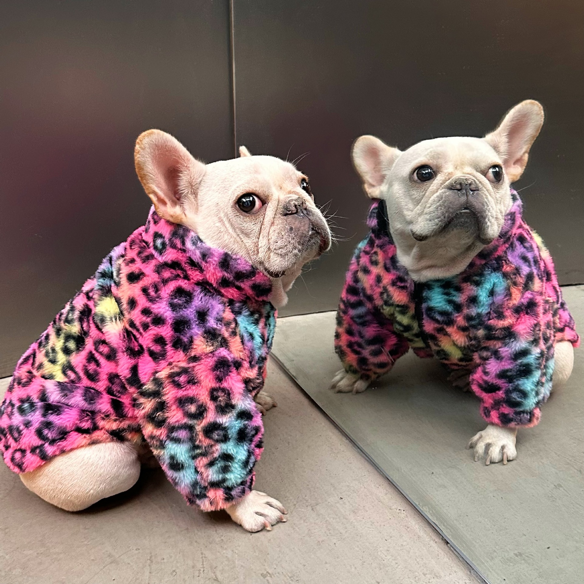 เสื้อโค้ทกำมะหยี่ลายเสือดาวสีสันสดใส สำหรับสัตว์เลี้ยง สไตล์ใหม่ ใส่สบาย น่ารัก เหมาะสำหรับสุนัขและแมว