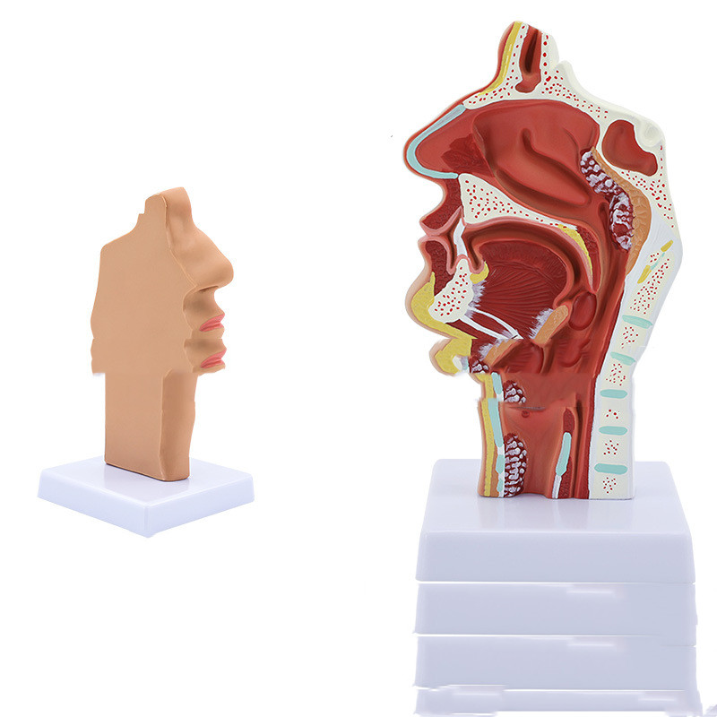 Anatomical Model Of Human Nasal and Oral Cavities