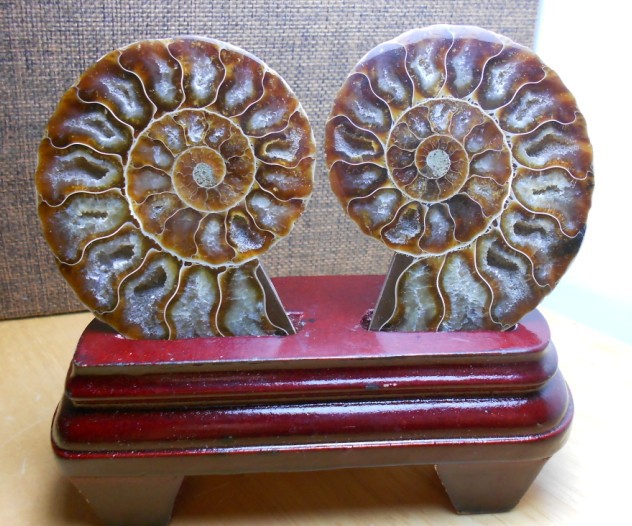 Natural Conch Fossil Rough Stone Ornament (Beginner level)