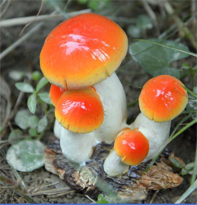 B Orange mushroom