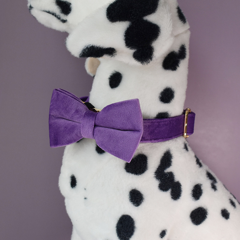 Collier pour animaux de compagnie en laisse pour chien avec mousqueton en alliage