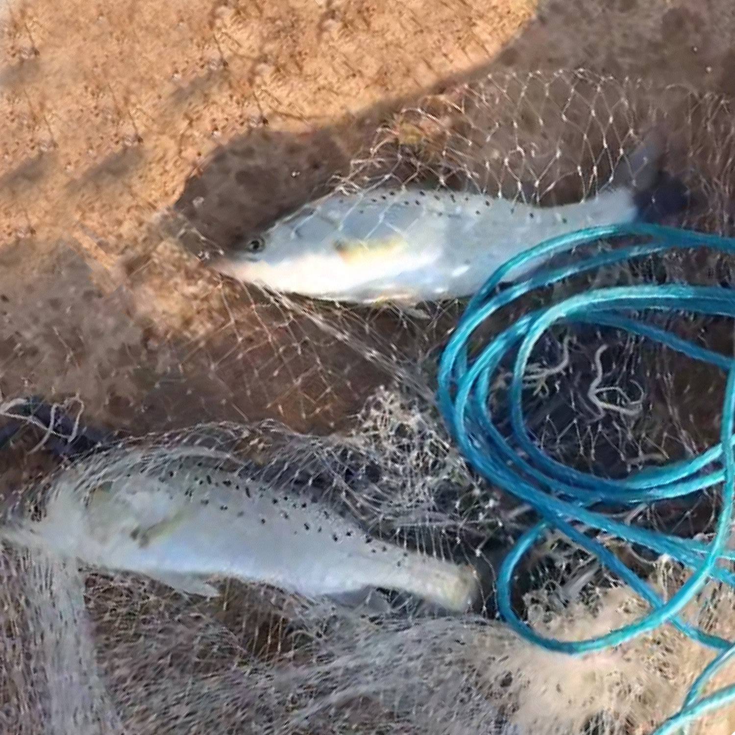 1Pc 2 Size Options 6FT 8FT Radius Fishing Cast Net For Fathers Day Gift Bait Trap Easy Throw Heavy Duty Hand Cast Net With Chain Sinker Bottom Spread