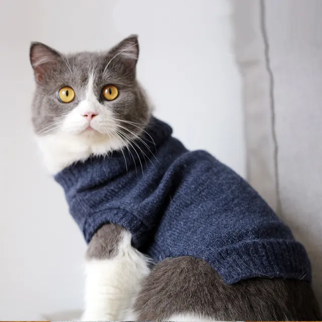 Autumn And Winter Clothes British Short Blue Cat Sweater 1 Style - Shop at LoveMi