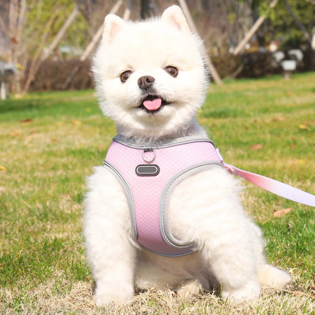 Pet Clothes Hand Holding Rope Out Dog Chest Strap