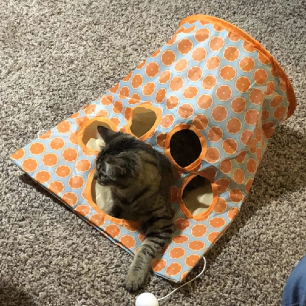 Fashion New Hot Selling Pets Toys Cat