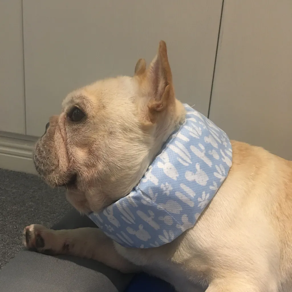 Summer Pet Dog Cool Down Ice Scarf To Relieve The Heat - Cactus Blue