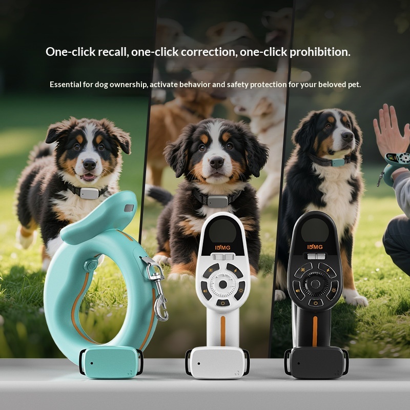 Training And Leash