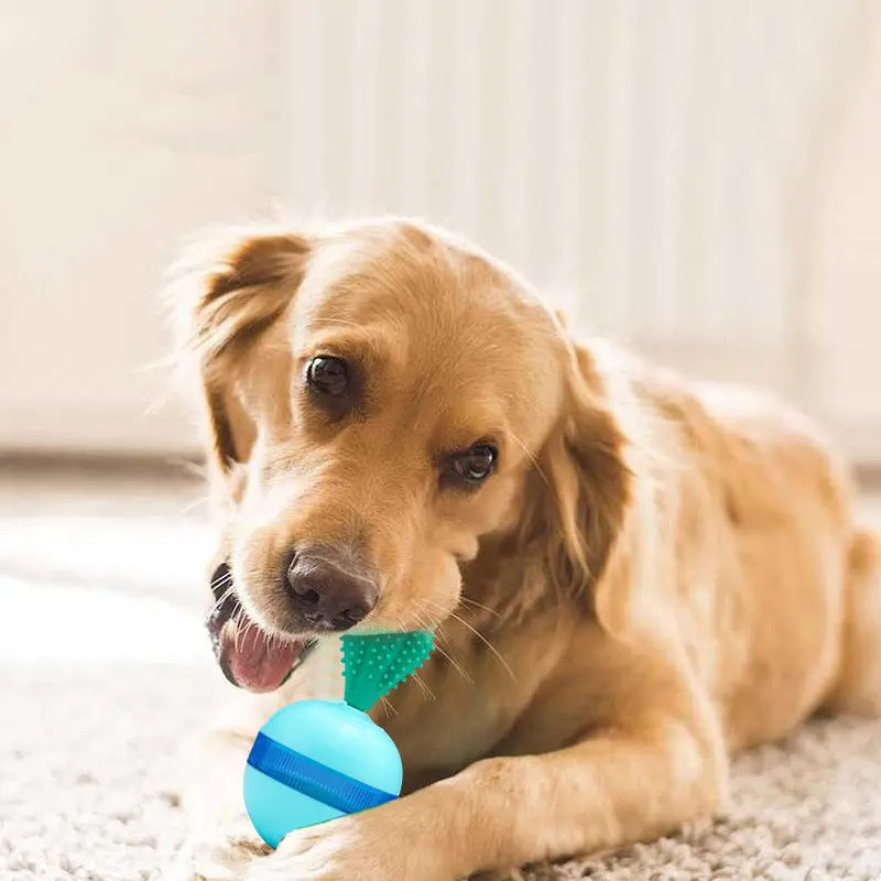 Pet Does Not Fall Down the Leakage of Food