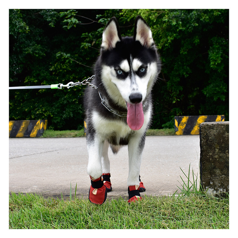 Four Seasons With Holes Pet Shoes - Image 6