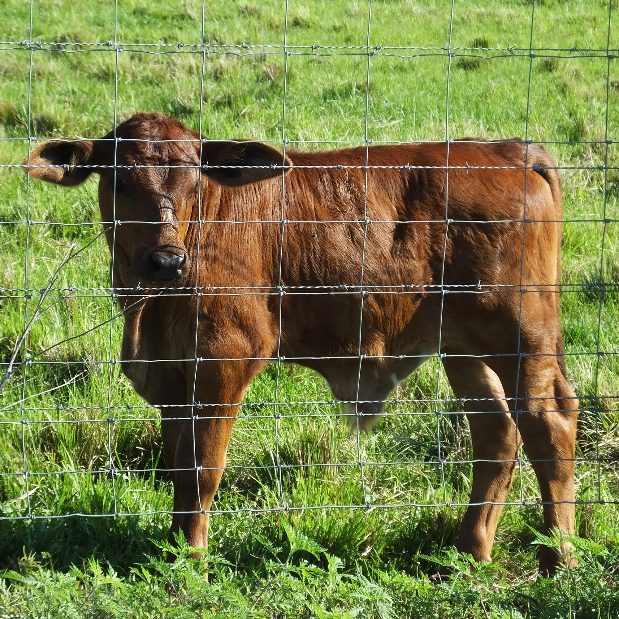 5x164 ft Advanced Weave Farm Enclosures Long-Lasting and Secure Galvanized Farm Fence image 3