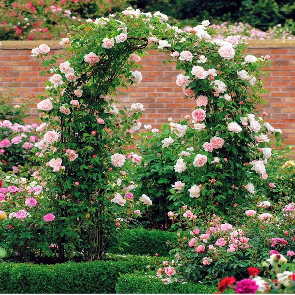 Metal Garden Arch Trellis