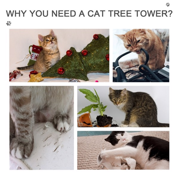 猫树(周末不发货)( Amazon Shipping)(WalMart禁售)-14