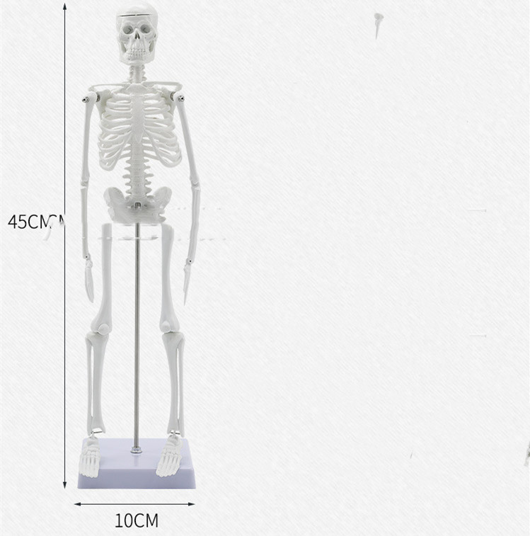 45CM Anatomical Anatomy Human Skeleton Model