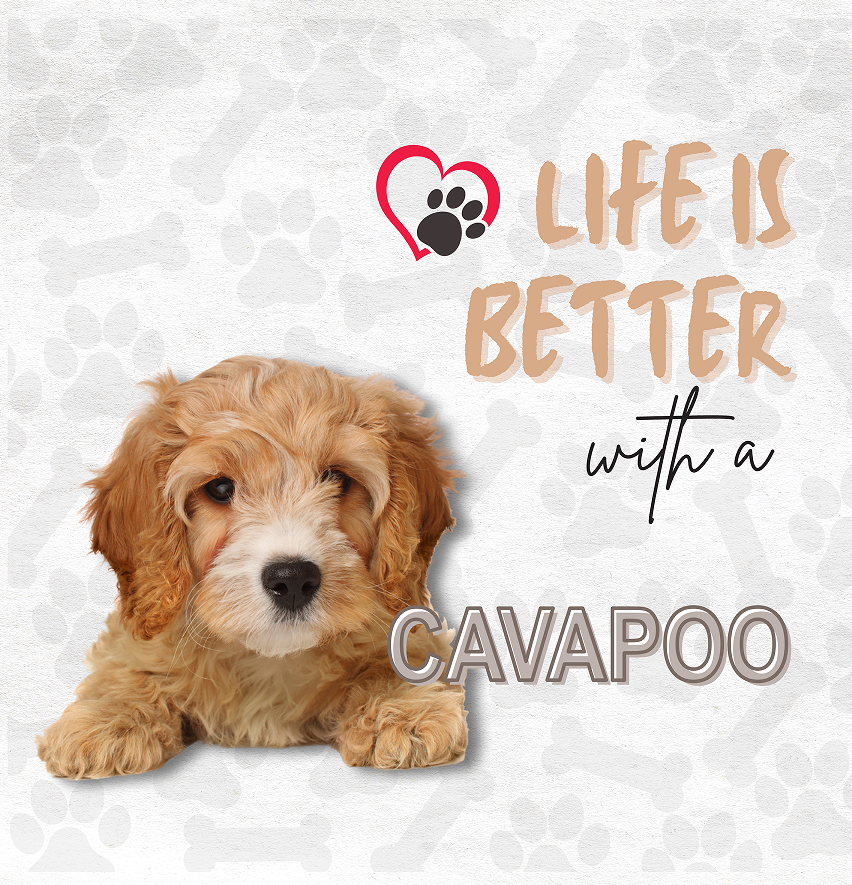 Cavapoo