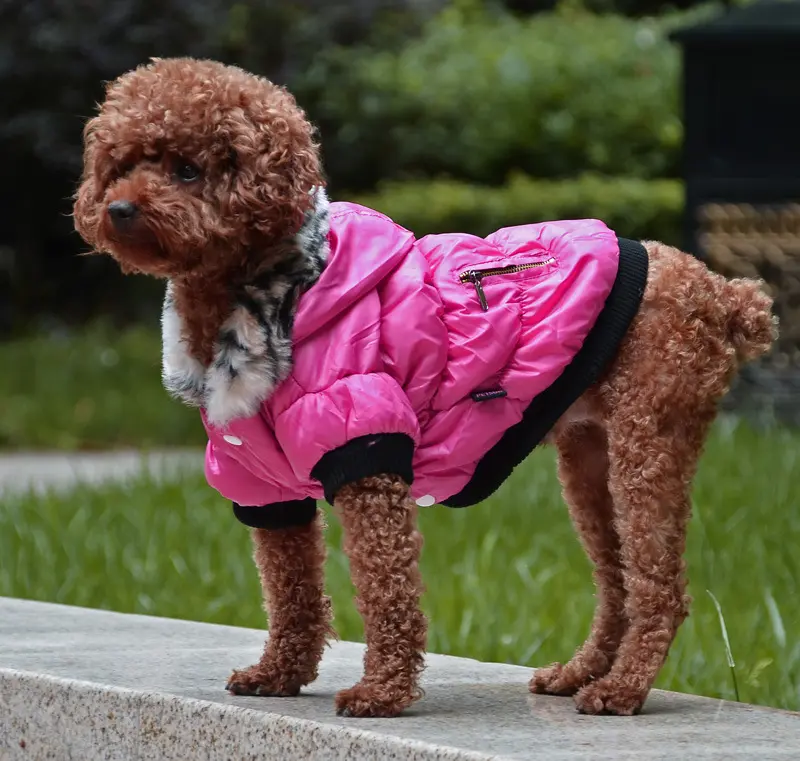 Zippered Cotton Padded Clothes