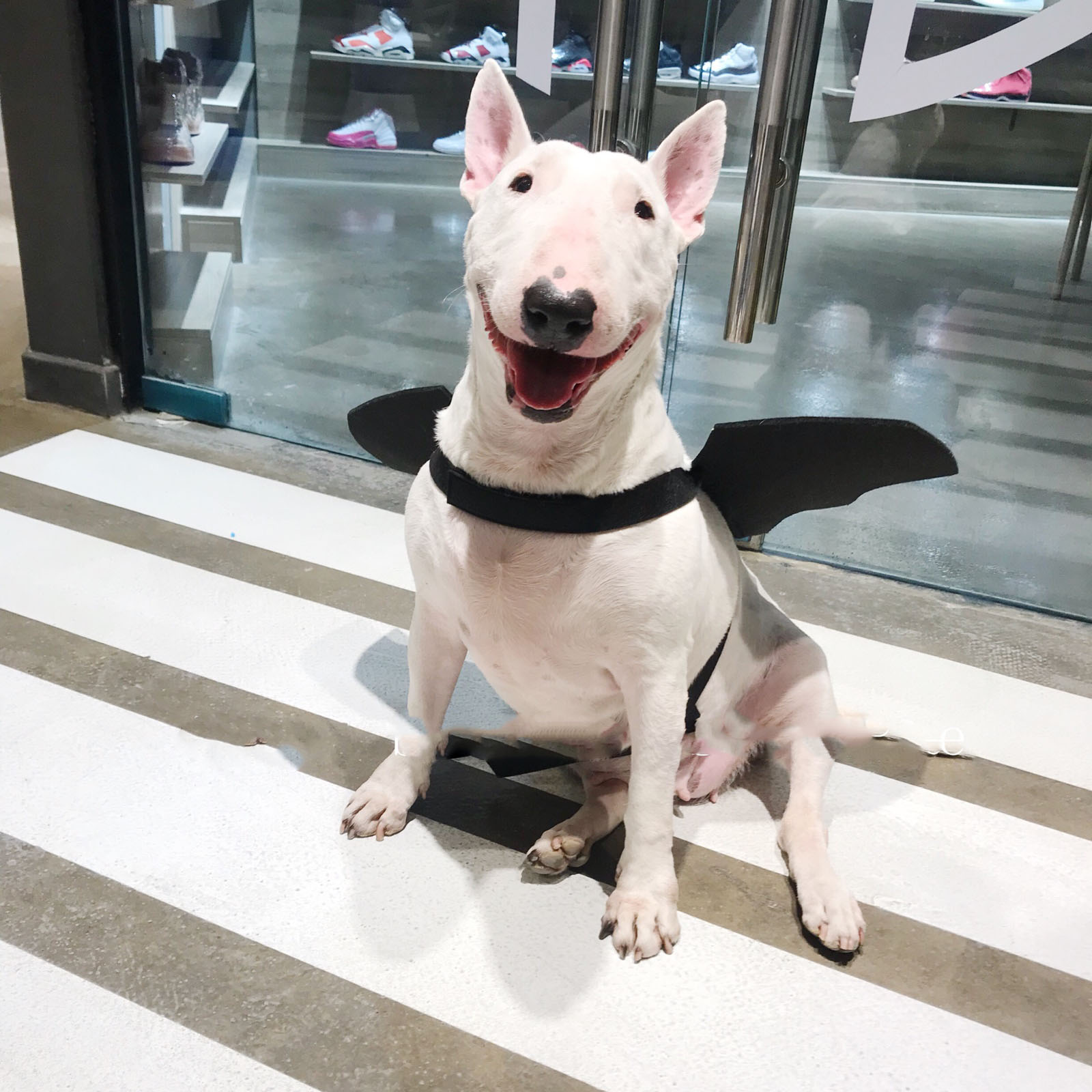 Крылья летучей мыши превратились в аксессуары для собак