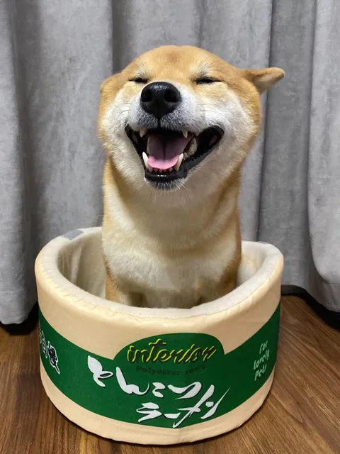 Design Instant Noodle Dog Round Closed Cat Litter Cute Shiba Inu Pet Supplies Green - Shop at LoveMi