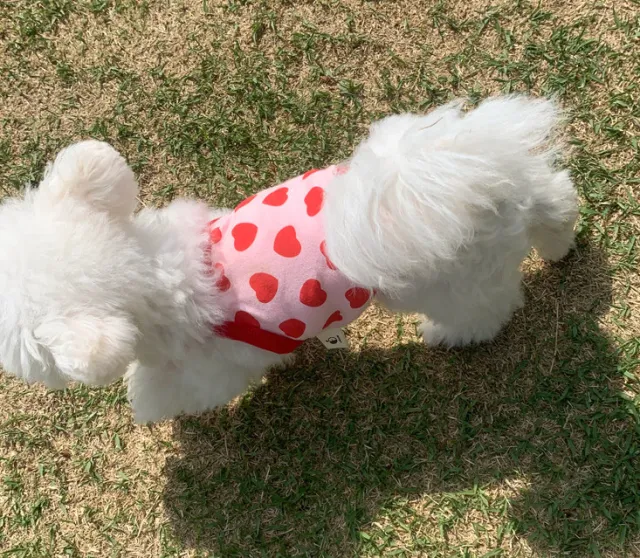 Summer Breathable Cat Sling Puppy Dog Vest Pink - Shop at LoveMi