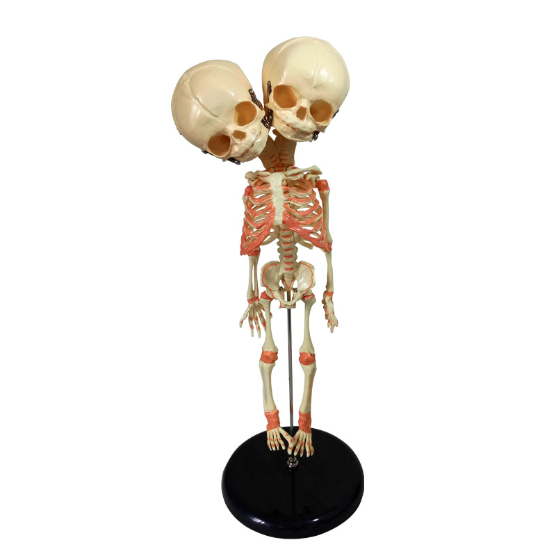 Human skeleton model