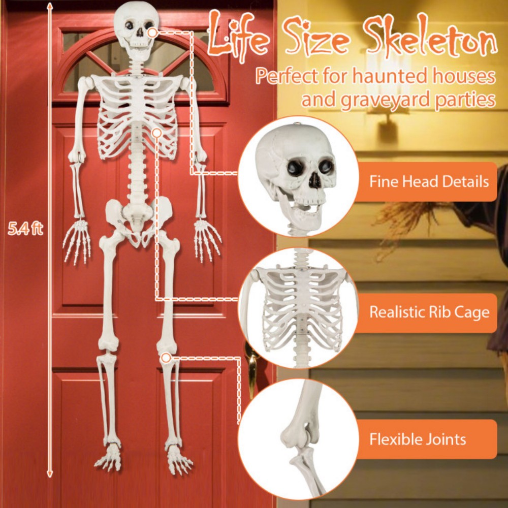 5.4 FT Halloween Skeleton Decoration Life Size Large Skeleton 4