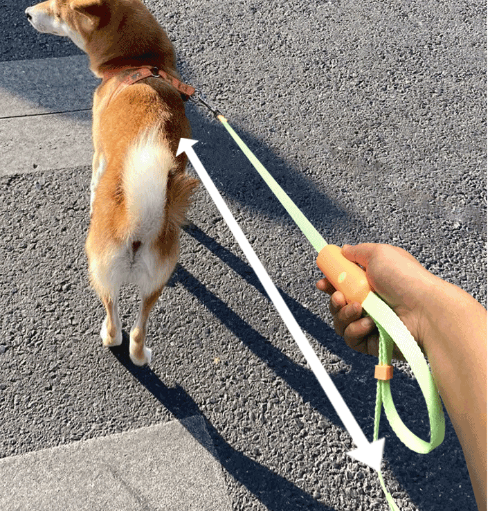 Auto-Retracting Adventure Leash