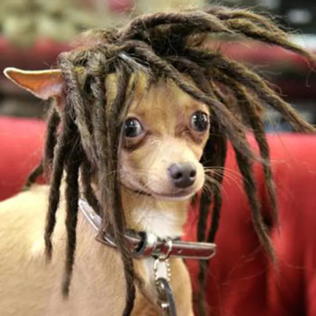 High Temperature Wire For Dogs Can Dye Wigs Coffee - Shop at LoveMi