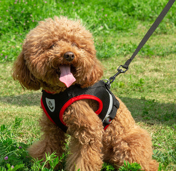 Light Reflecting On Small And Medium Dog Rope