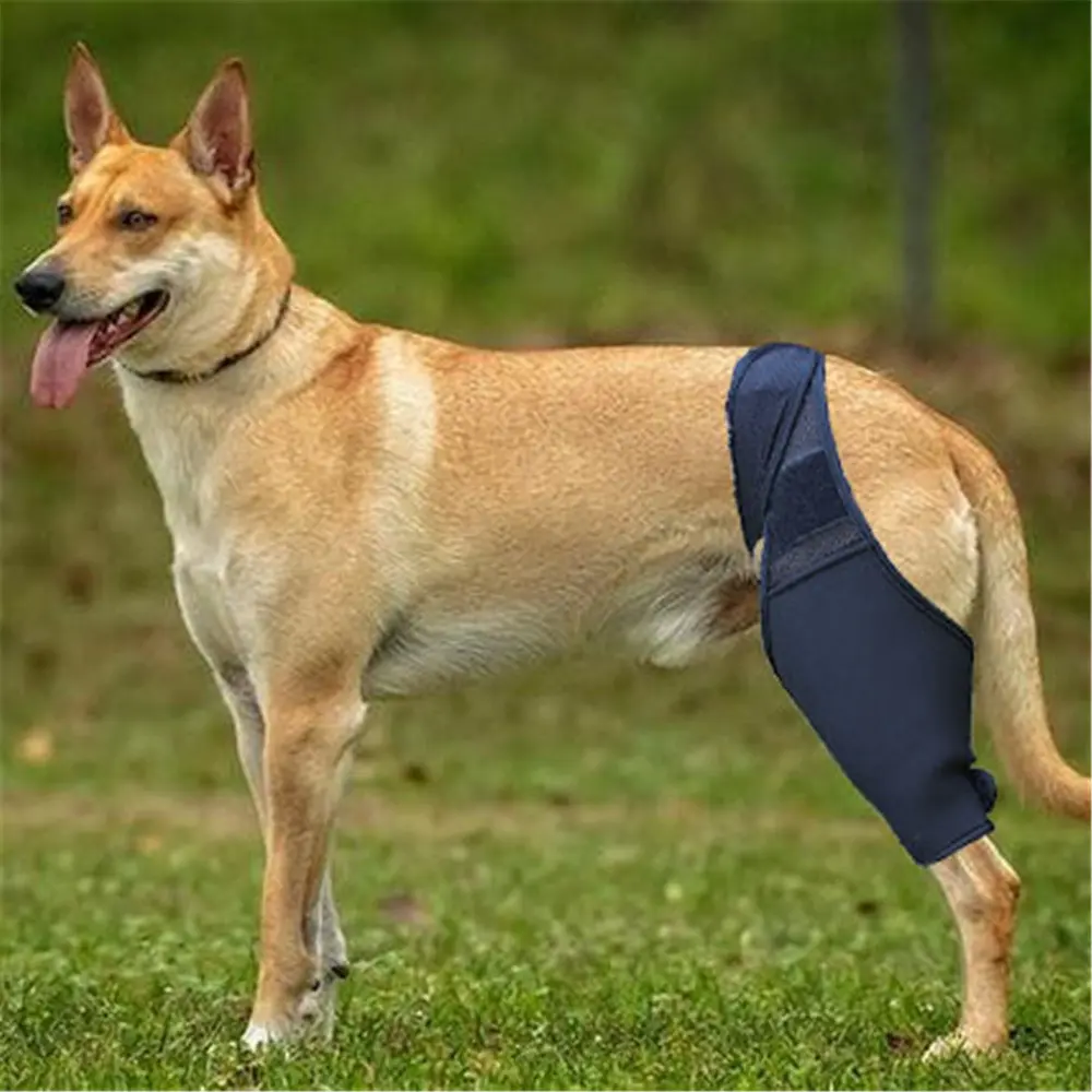 Pet Dog Front And Rear Leg Fracture