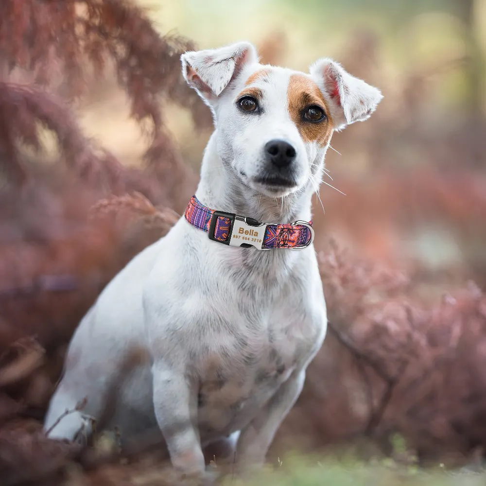 Adjustable Nylon Custom Dog Collar Free Engraved