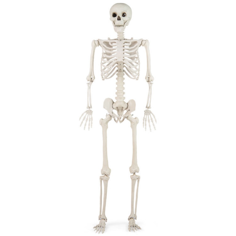 5.4 FT Halloween Skeleton Decoration Life Size Large Skeleton 3