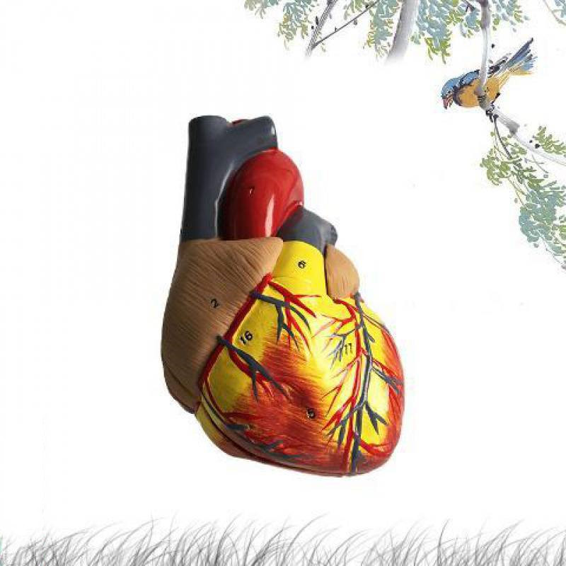 Standard Human Heart Model Anatomical Detachable Teaching