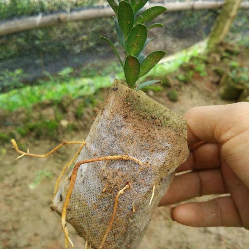 200pcs Biodegradable Nursery Bag Non-woven Fabric Plant Grow Bags White UK — image 4