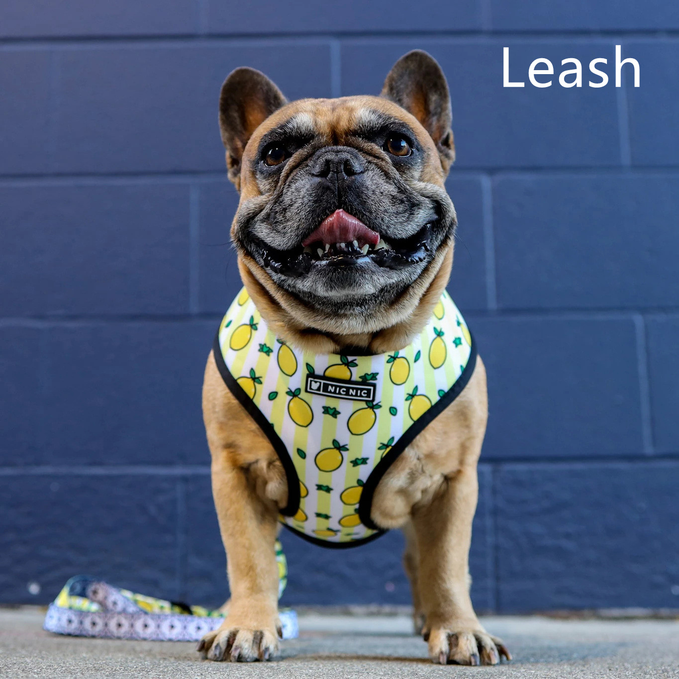 Leash