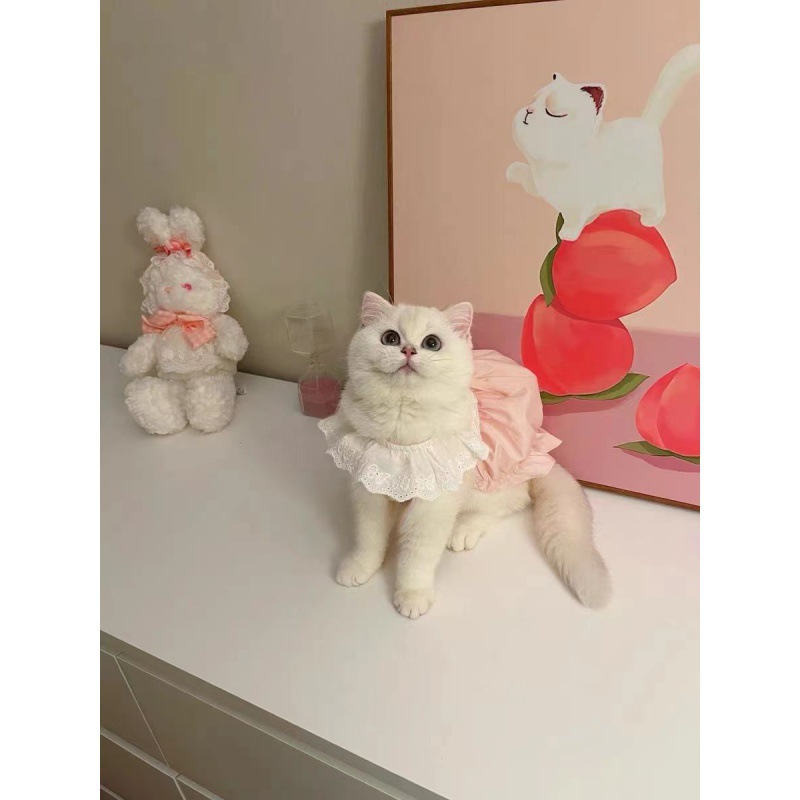 Title 6, Pet Cat Dog Cute Macaron Pumpkin Dress