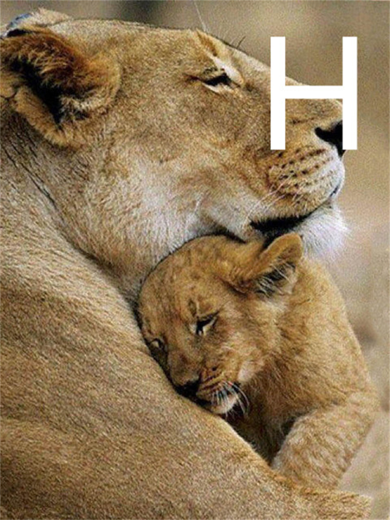 5D Diamond Embroidery Lion Animal CrossStitch