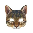 Raccoon Cat