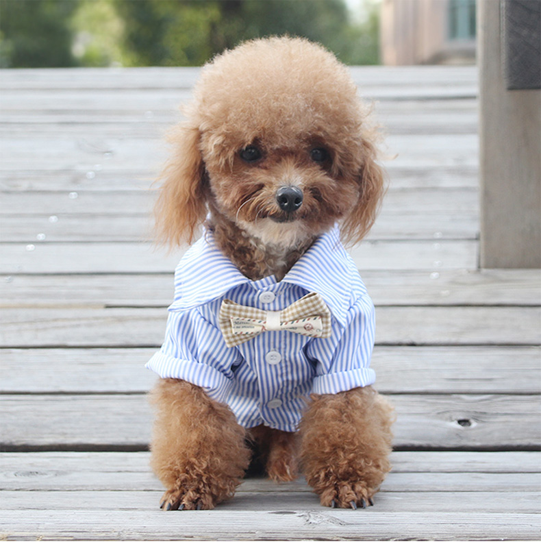 Title 2, Thin Style Shirt Breathable Teddy Bichon Pomera...