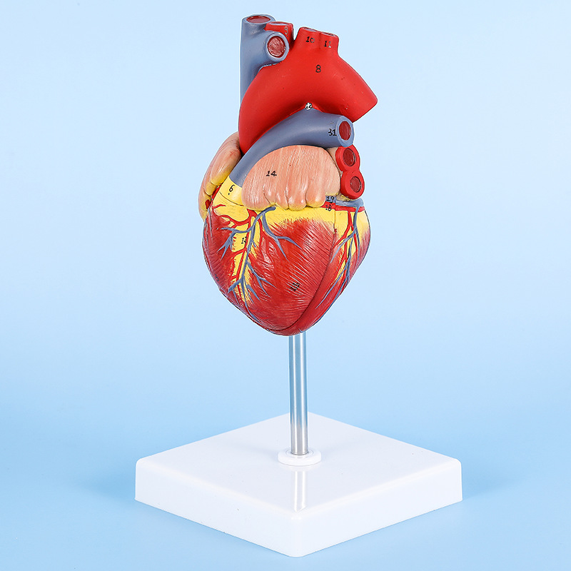 Heart anatomical model b ultrasound color doppler