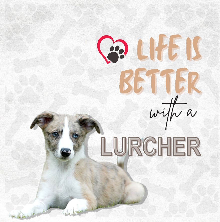 LURCHER