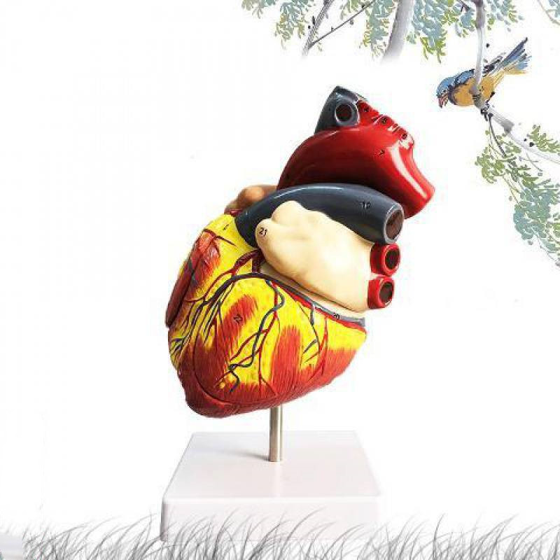 Standard Human Heart Model Anatomical Detachable Teaching