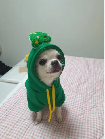 Pet Sports Fashion Christmas Day Clothing Green - Shop at LoveMi