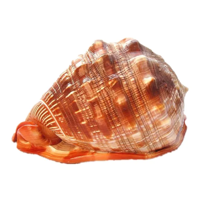 Natural Super Large Wanbao Snail French Snail Large Conch Landscaping Conch - Shop at LoveMi